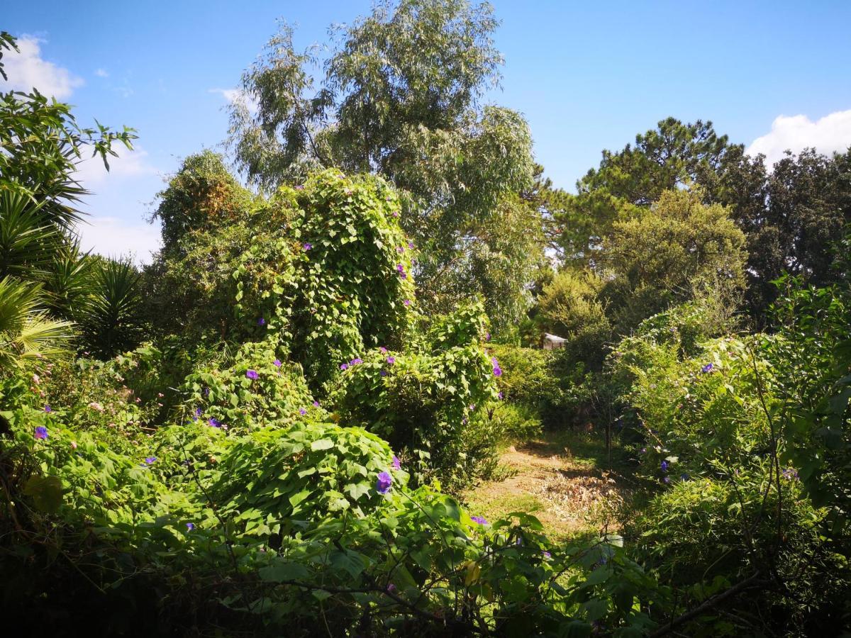 Villa Griseor Porto-Vecchio  Kültér fotó